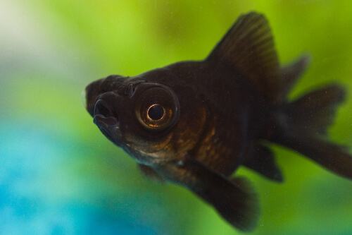 Black Fish Big Eyes