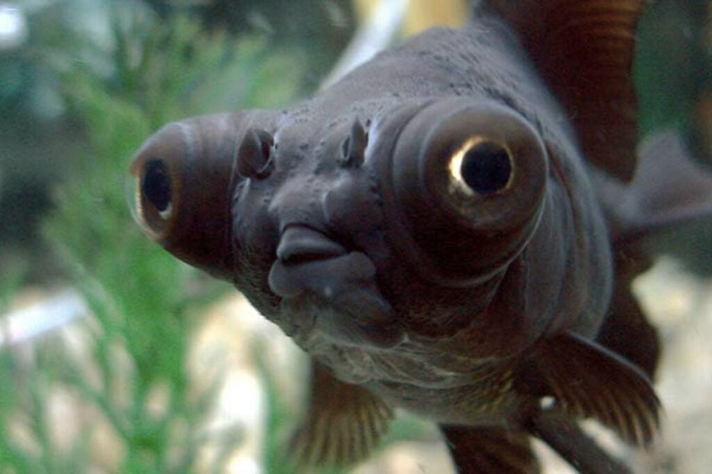 Black Fish Big Eyes