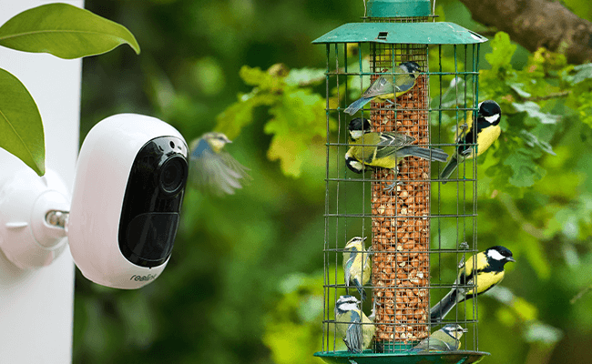 Bird Feeder Camera